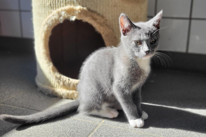 Dier van de week: Juulz is een van de vele kittens in het asiel die op zoek zijn naar een nieuw thuis