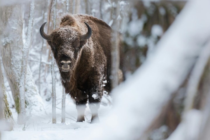 Kom je straks een bizon, buffel of eland tegen tijdens je wandeling? De grote grazers keren terug: ‘Een wisent is zo gewend, de mens niet’