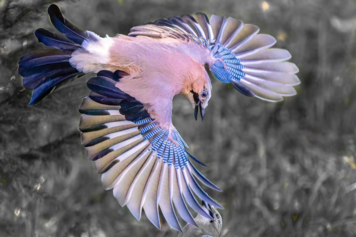 Nationale Tuinvogeltelling: beter één vogel in de tuin dan tien in de lucht