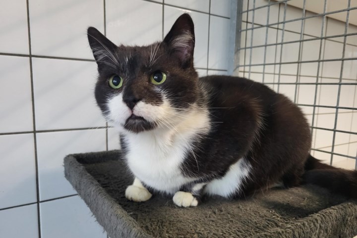 Dier van de week: Stoere kater Eddy zoekt gezellige baasjes die zijn zelfstandigheid respecteren