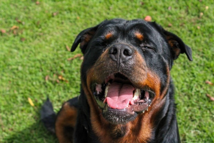 Meisje van 14 zwaargewond na aanval door rottweiler in Vlodrop: ‘Ze is echt aan flarden gebeten’