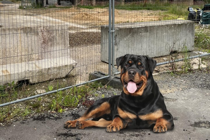 Een lieve, rustige rottweiler bijt niet zomaar: ‘Waarschijnlijk heeft de hond eerder signalen afgegeven die niet als zodanig zijn herkend’