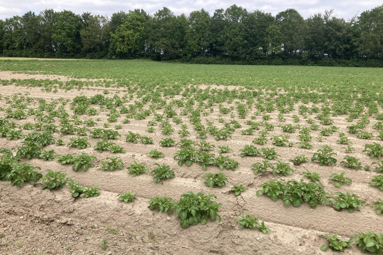 Dorpsgrens Posterholt wordt verlegd om twaalf noodwoningen op stuk grond bij Willem-Alexanderlaan te kunnen bouwen