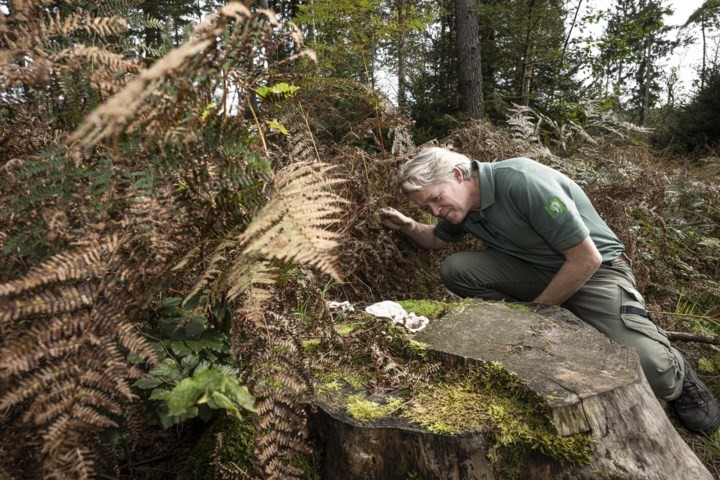 Wildplukkers trekken de Limburgse bossen weer in: wie met boodschappentassen vol het bos uit komt lopen, riskeert flinke boete