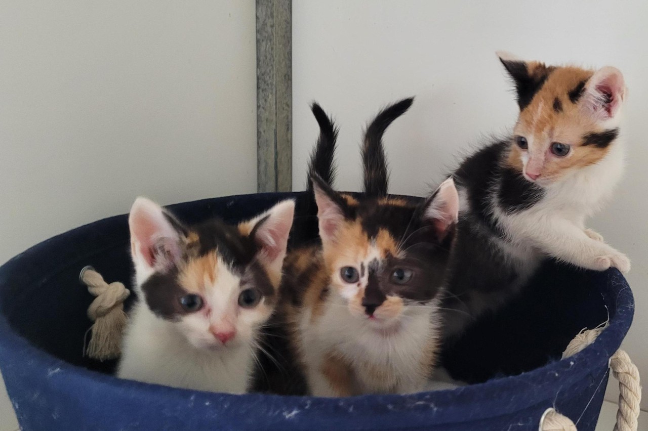 Dier van de week: In De Beestenboel zitten weer kittens die geplaatst kunnen worden