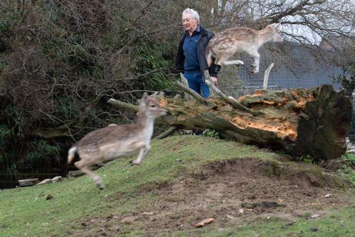 Blijdschap bij Limburgse hertenhouders nu minister verbod om deze dieren te fokken schrapt