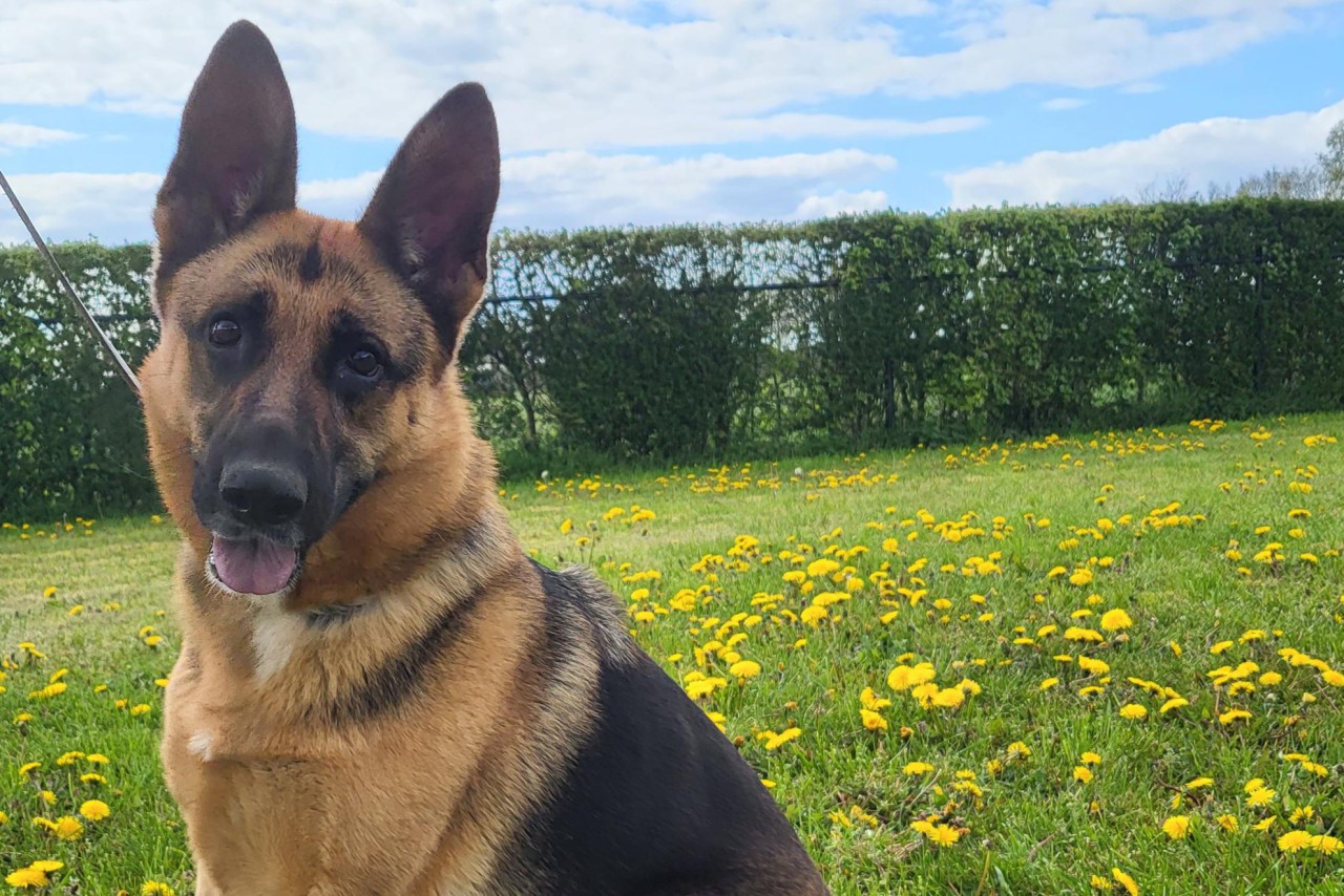 Dier van de week: Trouwe Kyra zoekt een baas die gewend is om met een enthousiaste herder om te gaan