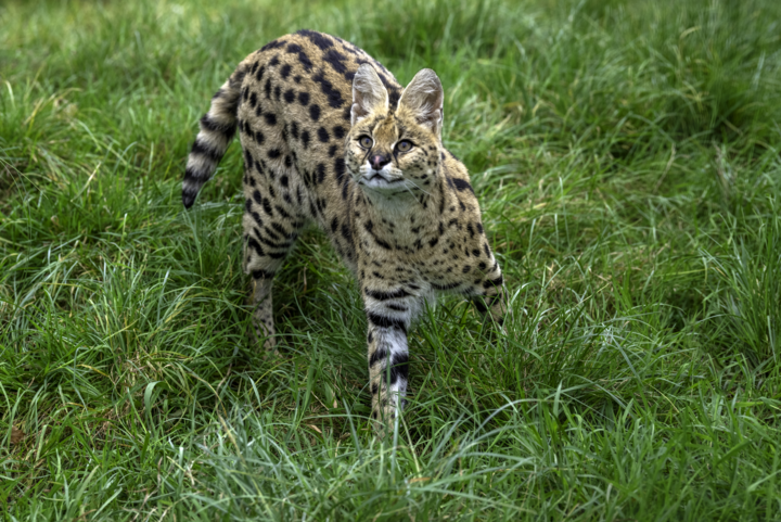 Serval ontsnapt in Herkenbosch ‘door storm’: eigenaar looft beloning uit