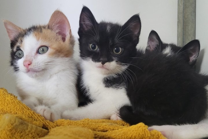 Dier van de week: nestjes vol kittens klaar voor nieuw thuis