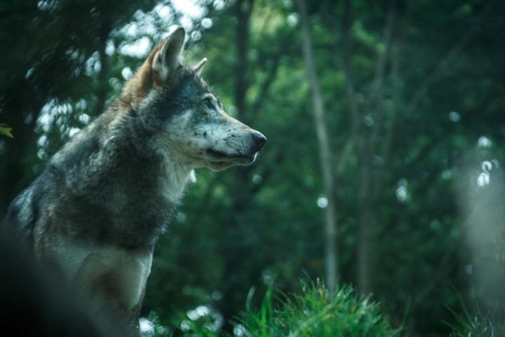 Dit jaar al 360 wolvenaanvallen in Nederland, bijna zoveel als in heel 2023: dieren in Limburg veilig