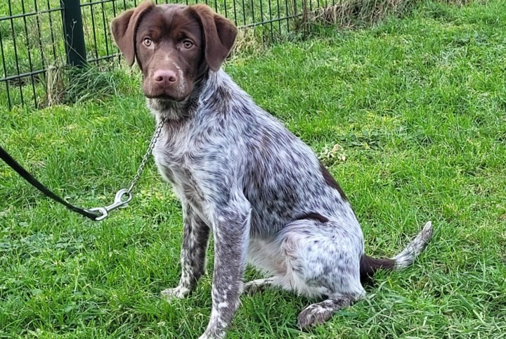 Dier van de week: Jonge Cody is een energieke hond die een actief baasje zoekt