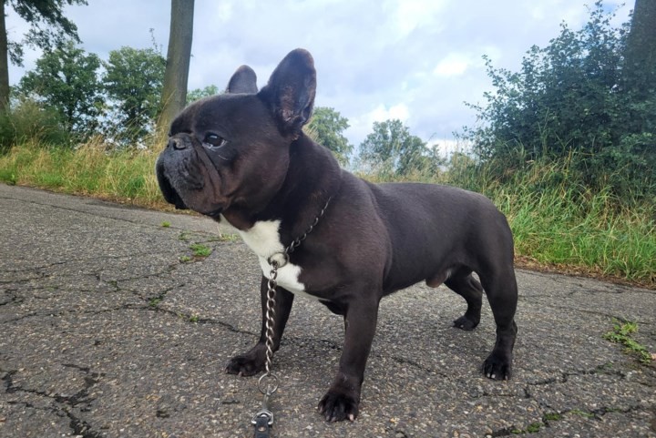 Dier van de week: Franse buldog Rocky zoekt een rustig thuis voor zijn oude dag