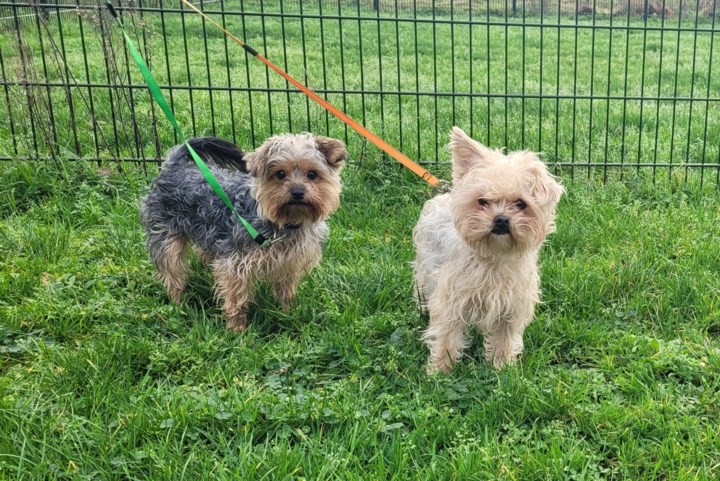 Dier van de week: Boomer-duo Ollie en Bobby zoekt een nieuw thuis