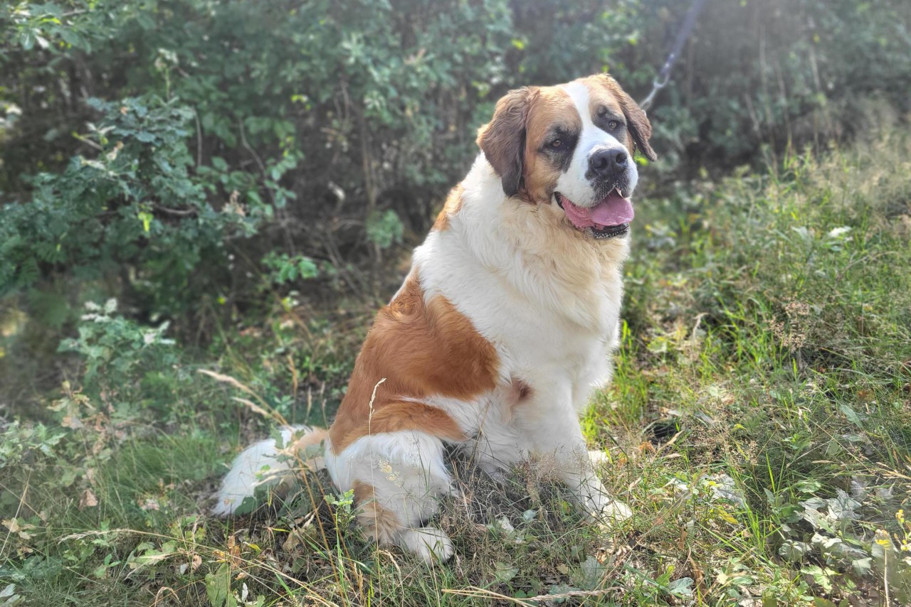 Dier van de week: Nala is een flinke kruising St. Bernard die een thuis zoekt met veel ruimte in en om het huis