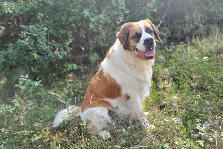 Dier van de week: St. Bernard Nala is enorm loyaal naar haar baas