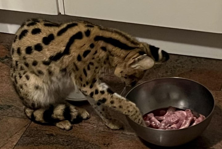 Ontsnapte serval Nala uit Herkenbosch vindt zelf de weg terug naar huis