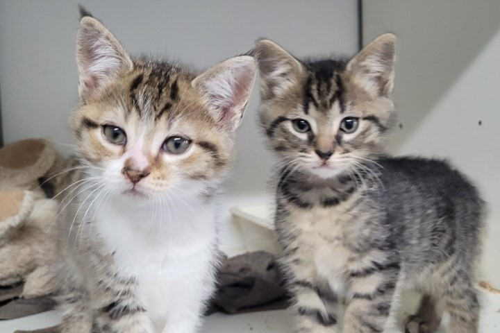 Dier van de week: Deze twee kittens zijn klaar voor een nieuw thuis