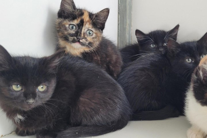 Dier van de week: In De Beestenboel wacht een heel nestje kittens op nieuwe baasjes