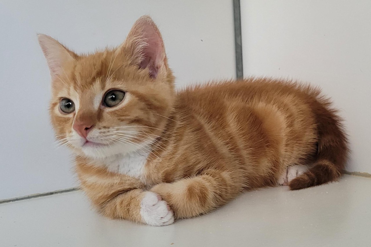 Dier van de week: Jonge kittens zoeken baasjes die voldoende tijd en ruimte hebben om hen de aandacht te geven die ze nodig hebben