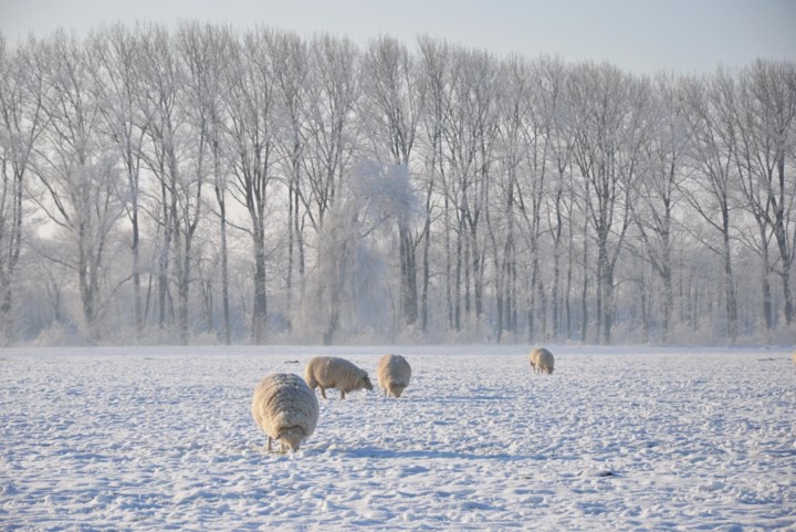 Oproep: Stuur ons jouw mooiste sneeuwfoto