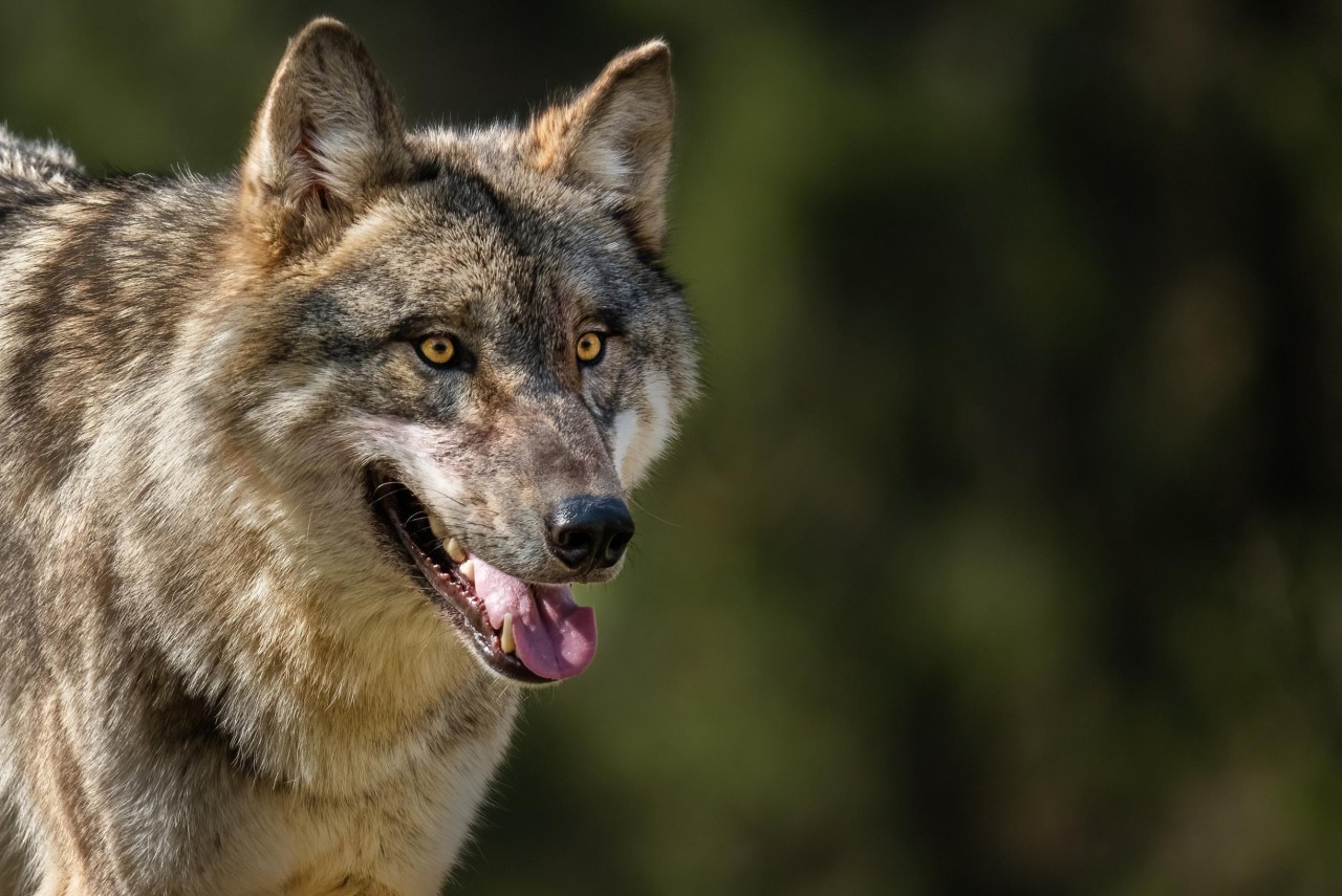 Dit jaar 12 aanvallen door wolven op andere dieren in Limburg: hier sloegen ze het vaakst toe