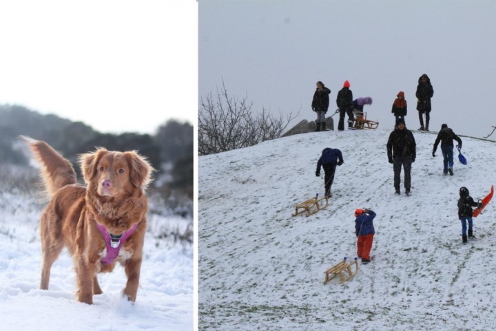 FOTO-LIVEBLOG van sneeuw in Limburg: pret en overlast door winterse neerslag