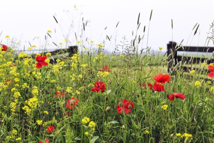 Bloemenpracht in bermen en plantsoenen: veel mensen worden er blij van, maar in Roerdalen storen ze zich eraan