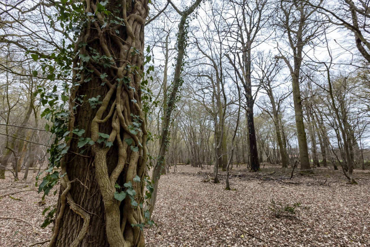 Themawandeling over de geschiedenis van het Munnichsbos en Aerwinkel