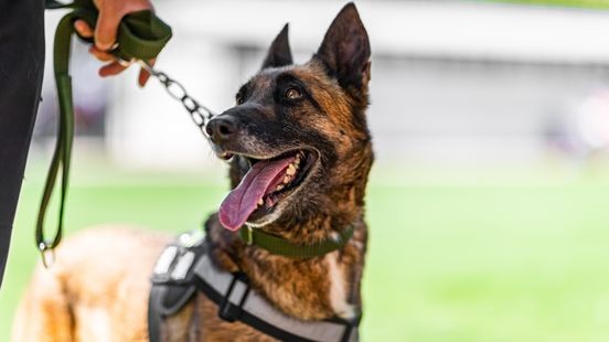 Politiehond ingezet bij vechtpartij in Horst