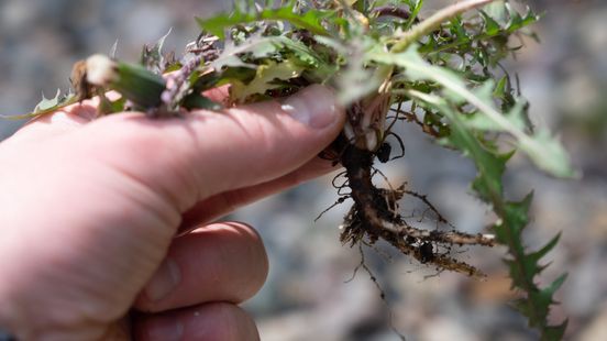 Vrijspraak voor 'baldadig' onkruid wieden in Swalmen