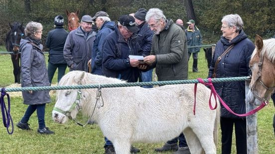 Paardenmarkt Lottum: 'Weinig paarden, maar markt blijft bestaan'