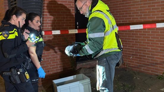 Kat zonder haar op staart: politie doet onderzoek