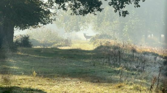 Stormloop op excursie naar burlende herten in het Weerterbos