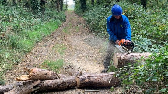 Dag na storm Ciarán: drukke dag voor boomverzorgers