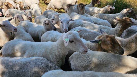 Blauwtongvirus verspreidt zich razendsnel door de provincie