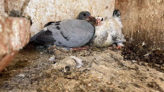 Tientallen verwaarloosde duiven weggehaald in Roerdalen