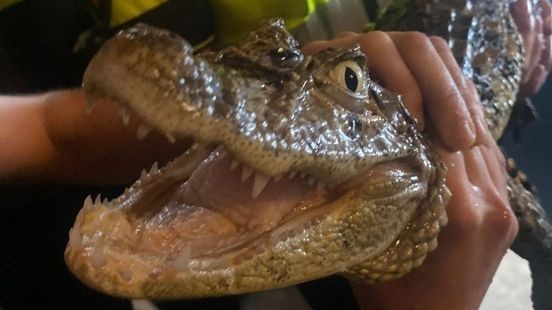 Krokodil, slangen en tientallen andere reptielen in beslag genomen