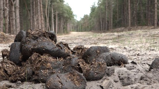 Gemeente gaat deze winter de Kronenbergse bossen herstellen