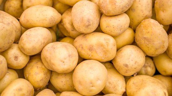 CBS: Aardappeloogst even hoog als vorig jaar ondanks weer