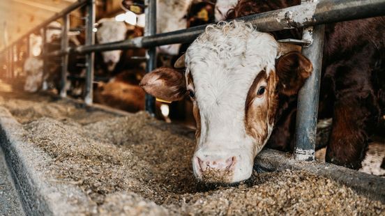 'Aanscherping stikstofnormen dramatisch voor Limburg'