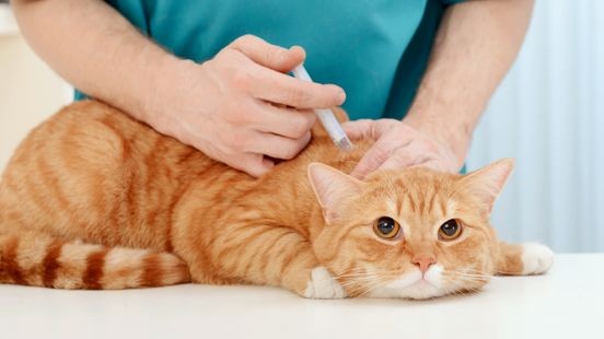 Kattenziekte rukt op: meer baasjes laten hun kat vaccineren