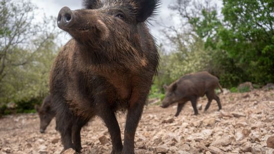 Minder overlast van wilde zwijnen rondom Bunderbos