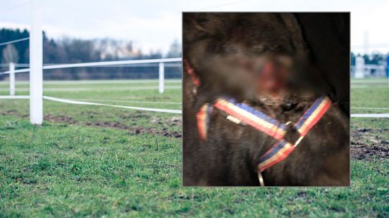 Pony gewond door vuurwerk in Horst