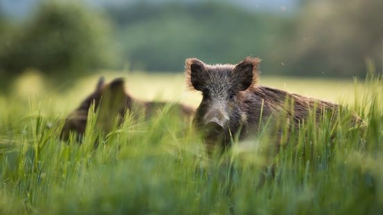 Provincie ziet niets in extra leefgebieden voor zwijnen