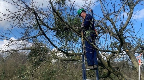 Hoogstamfruitbomen snoeien als vakantie-uitje