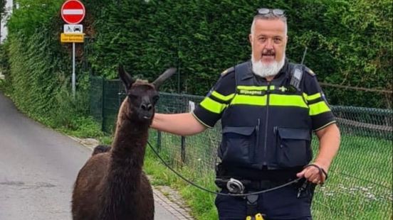 Lama Carlos ontsnapt uit weiland, agent brengt dier terug