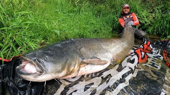 Peter vangt grootste meerval ooit in Limburg: 'Dit is echt ongelooflijk'