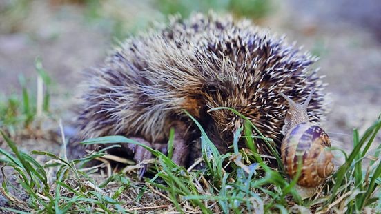 Egelopvang helpt kruidentuin met slakkenplaag