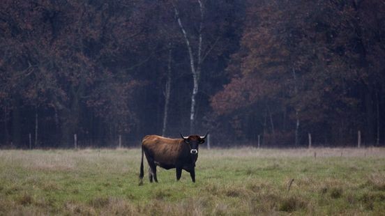 Limburg is met Grenspark Kempen-Broek een UNESCO-gebied rijker