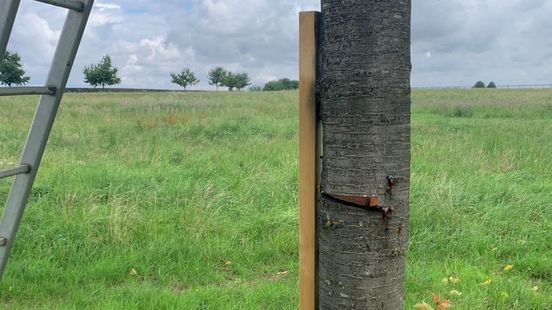 L1mburg Centraal: Wie vernielde fruitbomen in Retersbeek?